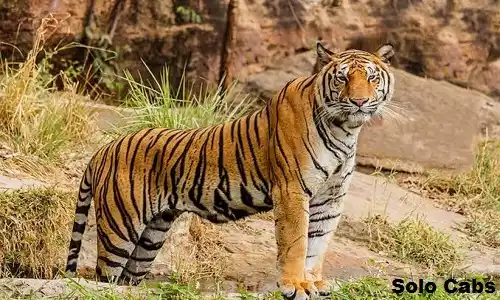 ghaziabad to jim corbett cabs