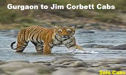 gurgaon to jim corbett cabs