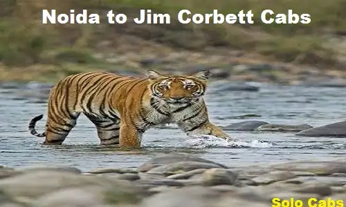 noida to jim corbett cabs
