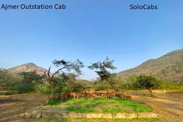 Taxi in Ajmer Near Me – Trusted Drivers, AC Cabs, Best Price